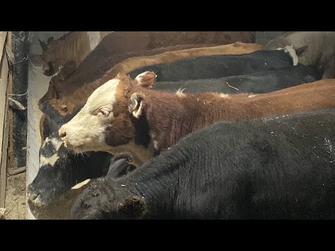 Видео: Покупка Быков на откорм  каких Быков лучше брать на откорм