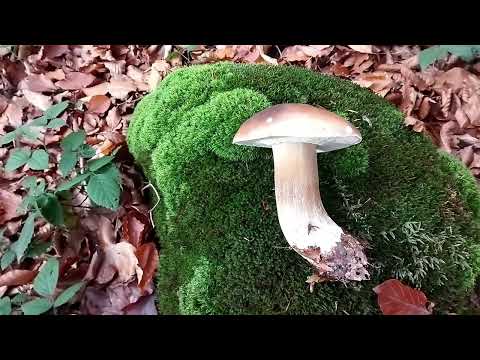 Видео: Удача покищо нас непокидае.