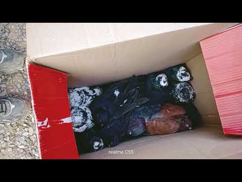 Видео: АСАКА КАБУТАР БОЗОРИ БУГУНГИ НАХЛАРИ 