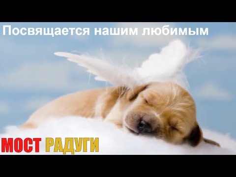 Видео: 🌈ПОСВЯЩАЕТСЯ НАШИМ ЛЮБИМЫМ ПИТОМЦАМ | МОСТ РАДУГИ | РАДУЖНЫЙ МОСТ