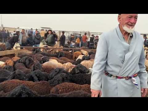 Видео: Гусфанд бозори регар нархи бозори чорво 7 ноября 2025 г.