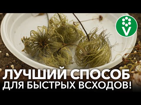 Видео: КЛЕМАТИС ИЗ СЕМЯН? ЛЕГКО! Клематисы взойдут быстро и дружно, если посеять их так!