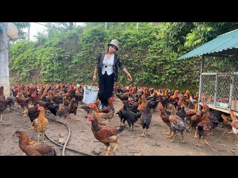 Видео: Использование дикорастущих овощей в качестве корма для кур — девочка разводит кур в горах