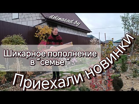 Видео: Великолепные новинки для сада! "Семья" растет, а мне приятно! Саженцы достойны внимания!!!