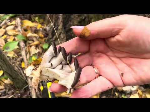 Видео: ПРОГУЛЯЛИСЬ С ПОЛЬЗОЙ. НАШЛИ ГРИБЫ ВЕШЕНКИ🥰👍