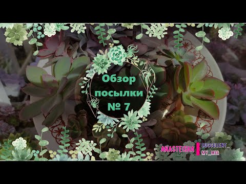 Видео: Обзор посылки №7 с суккулентами.