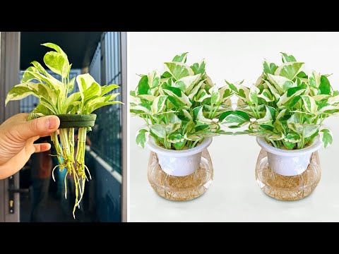 Видео: Самое быстрое решение для размножения Tree Marble Queen Pothos в воде