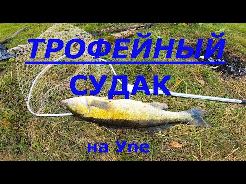 Видео: Трофейный судак на Упе в начале сентября 2020 года
