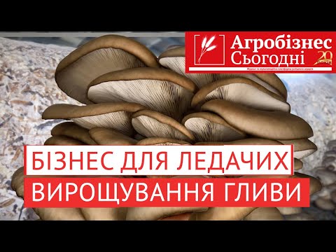 Видео: Вирощування гливи як бізнес.