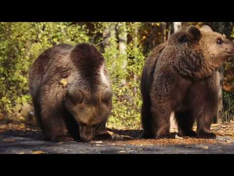 Видео: Айдын Алдархан - Марқаның мақпал түндері «МАРҚАКӨЛ» #марқакөл