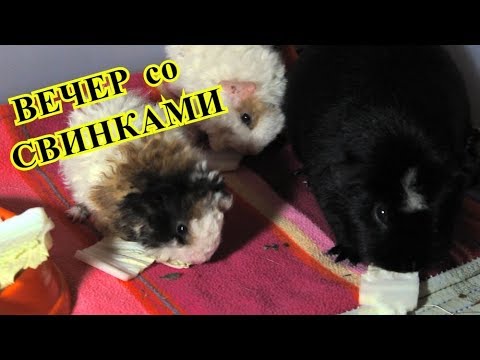 Видео: ВЕЧЕР СО СВИНКАМИ | ВЛОГ/VLOG | PetMania