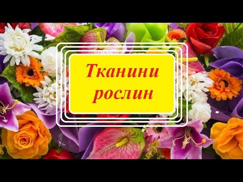 Видео: Тканини рослин