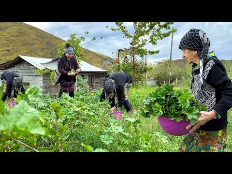 Видео: Урожай Мальвы | Необыкновенное блюдо из гибискуса!