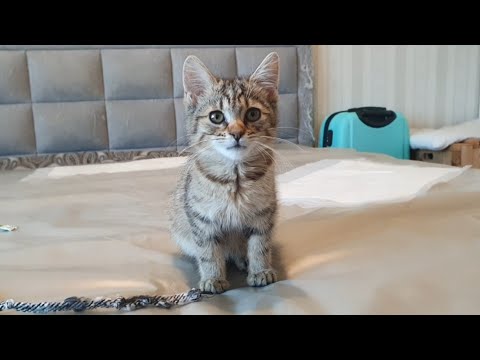 Видео: Візьміть маленьку кицю собі, додому 🐈🥰