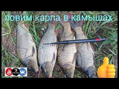 Видео: Трудовая и очень интересная рыбалка в камышах с боковым кивком.