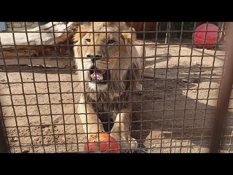 Видео: Лев Шерхан жонглирует мячами. Львиное регби.