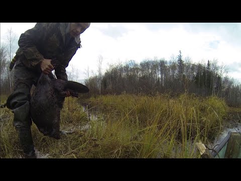Видео: Ловлю бобра капканами КП-250