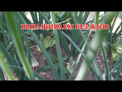 Видео: Выращиваем лук и морковь без пестицидов.