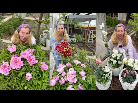 Видео: Дачные сезоны с Мариной Рыкалиной от 18 мая 2023 года