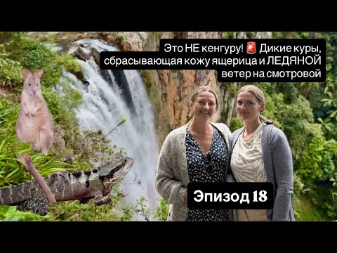 Видео: Эпизод 18 ШОК в горах Австралии! Водопад, ящерица-липучка и ОПАСНОСТЬ в парке 🦎🌊