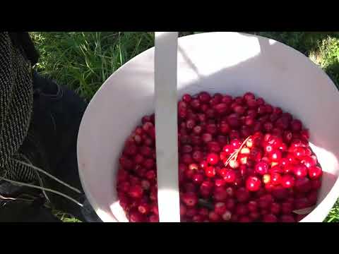 Видео: Сбор брусники в Поветлужье