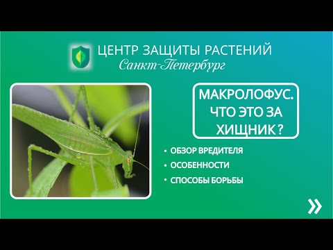 Видео: Макролофус. Что это за хищник?