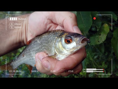Видео: Со спиннингом за Плотвой в середине лета. Попробуй поймай в самую жару.