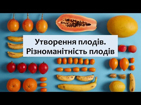 Видео: Біологія 7 клас (Балан). §30 Утворення плодів. Різноманітність плодів