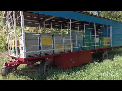 Видео: По северу Ростовской области помёрзла акация.