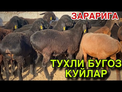 Видео: ЗАРАРИГА СОТАМАН! Тухли Бугоз Куйлар! 