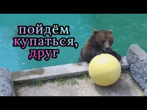 Видео: Мансурка купается, с шаром 🐻💦Mansur and the ball are swimming _ 31.07.25г