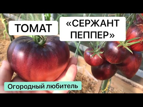 Видео: ТОМАТ СЕРЖАНТ ПЕППЕР // обзор // ВЫСЫЛАЮ СЕМЕНА