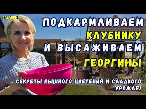 Видео: ЛУЧШИЙ СПОСОБ ПОДКОРМИТЬ клубнику ДРОЖЖАМИ на даче / георгины в землю - Мой опыт. @GALABUM