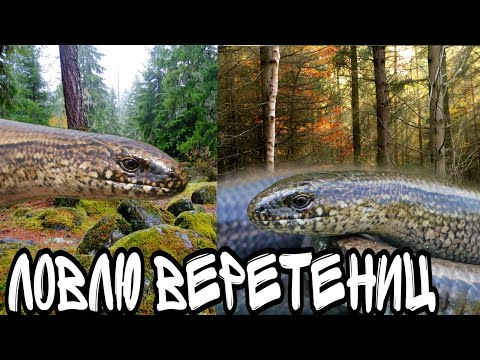 Видео: ЛОВЛЮ БЕЗНОГИХ ЯЩЕРИЦ, ВЕРЕТЕНИЦ! ВЕРЕТЕНИЦЫ! #ящерицы