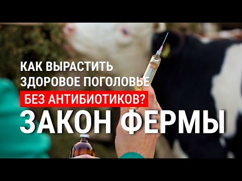 Видео: Антибиотики в животноводстве: польза или вред? | Альтернативы антибиотикам | Закон фермы