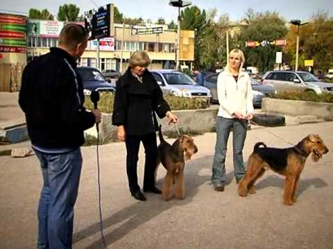 Видео: #281 Мир увлечений. Эрдельтерьер