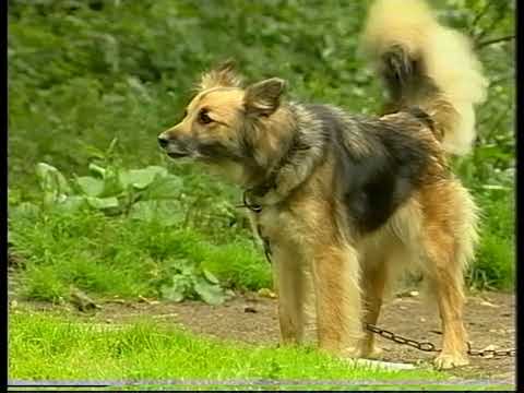 Видео: Д/ф "Божа мой" (рэж. Г. Адамовіч) (2004)
