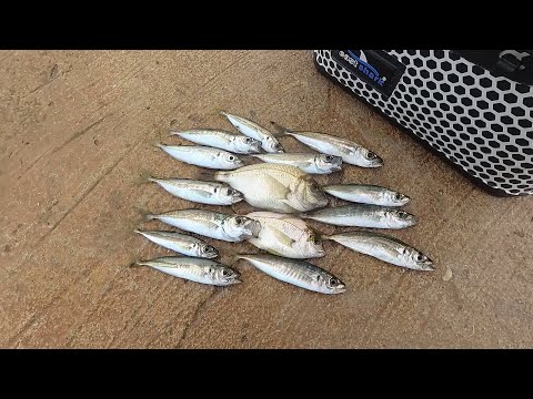 Видео: Морская рыбалка. Мормо рокфишинг. Ставрида, ласкирь, скорпена.