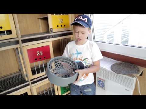 Видео: Николаевские голуби, племенной сезон 2017.Тюмень