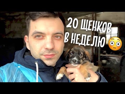 Видео: Подкидывают 20 щенков в неделю! Приют в Алматы. Приехал в Казахстан.