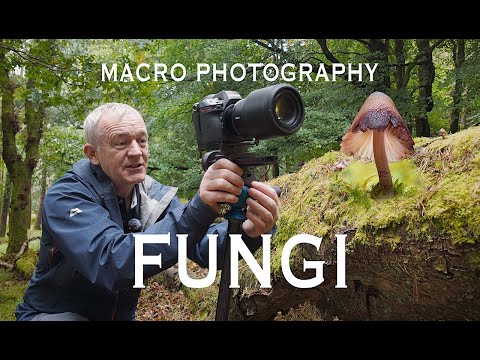 Видео: Макрофотография грибов