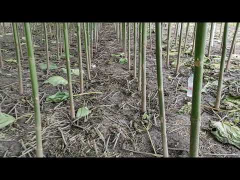 Видео: Схема посадки Павловнии 1м x 1м.  Перспектива для отопления. Схемы: все зависит от предназначения.