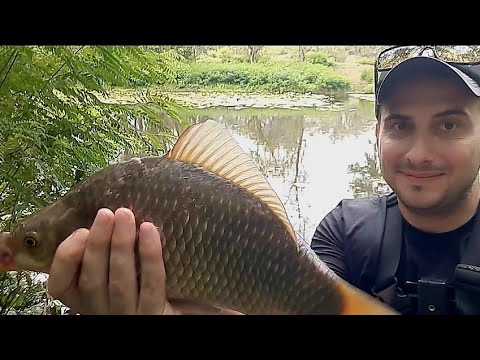 Видео: КАРАСІ ВЕЛЕТНІ В ЦЕНТРІ КИЄВА😱🌱🇺🇦