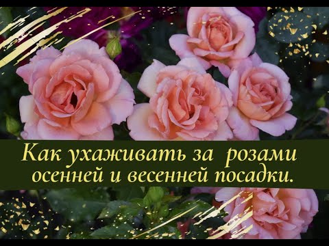 Видео: Как ухаживать за розами осенней и весенней посадки.