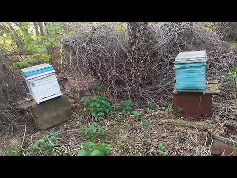 Видео: Где ставить ловушки для пчёл роёв