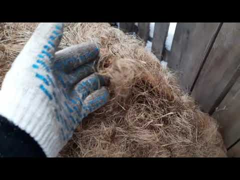 Видео: Венгерская  мангалица и сколько я даю ей зерна.