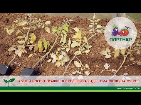 Видео: СУПЕРСПОСОБ ПОСАДКИ ПЕРЕРОСШЕЙ РАССАДЫ ТОМАТОВ
