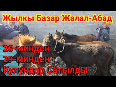 Видео: Жылкы Базар Жалал-Абад Манас 