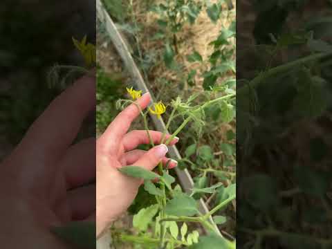 Видео: Информация по томатам 🙌