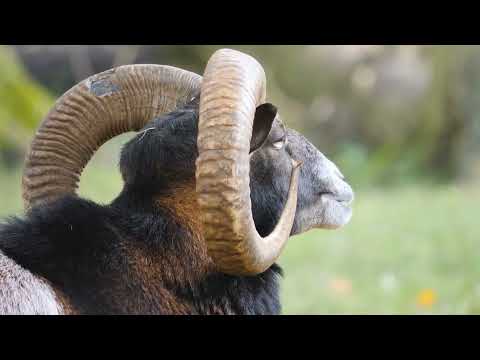 Видео: Венера в Козероге. Венера в знаках Зодиака. Любовь и  Отношения.